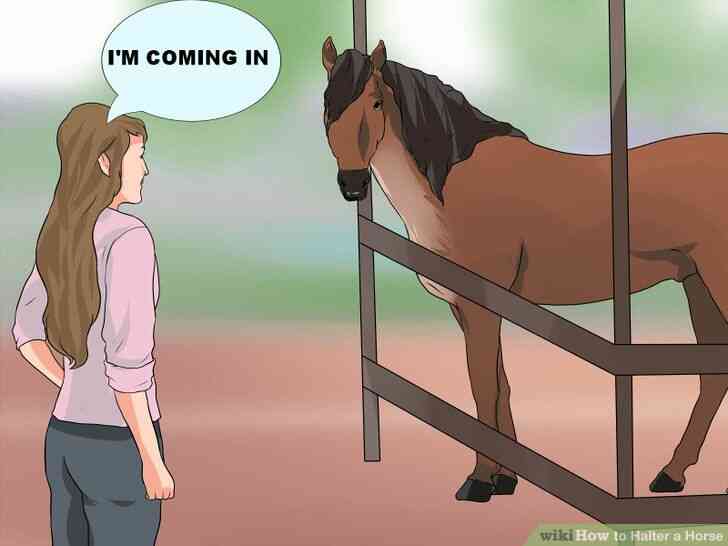 Image intitulée Licol Cheval Étape 2
